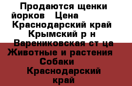 Продаются щенки йорков › Цена ­ 15 000 - Краснодарский край, Крымский р-н, Варениковская ст-ца Животные и растения » Собаки   . Краснодарский край